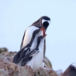 Фото: facebook.com/AntarcticCenter