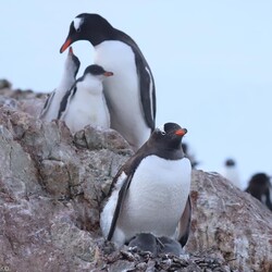 Фото: facebook.com/AntarcticCenter