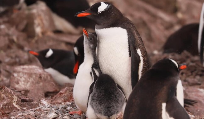 Фото: facebook.com/AntarcticCenter