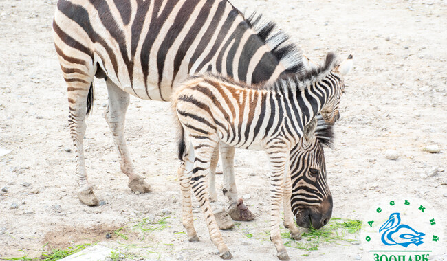 Фото: facebook.com/OdesskijZoopark