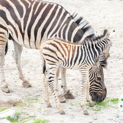 Фото: facebook.com/OdesskijZoopark