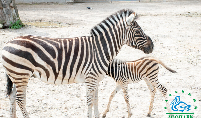 Фото: facebook.com/OdesskijZoopark