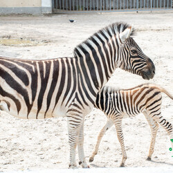 Фото: facebook.com/OdesskijZoopark