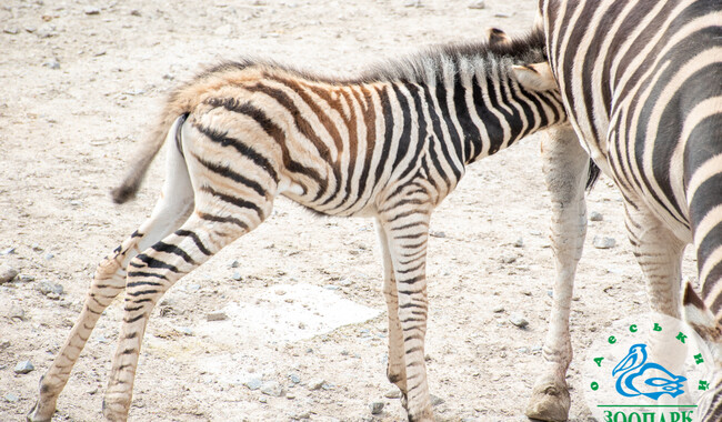 Фото: facebook.com/OdesskijZoopark