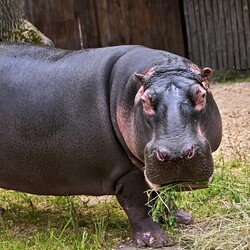 Фото: zoo.kiev.ua