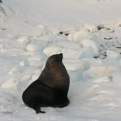 Фото: facebook.com/AntarcticCenter