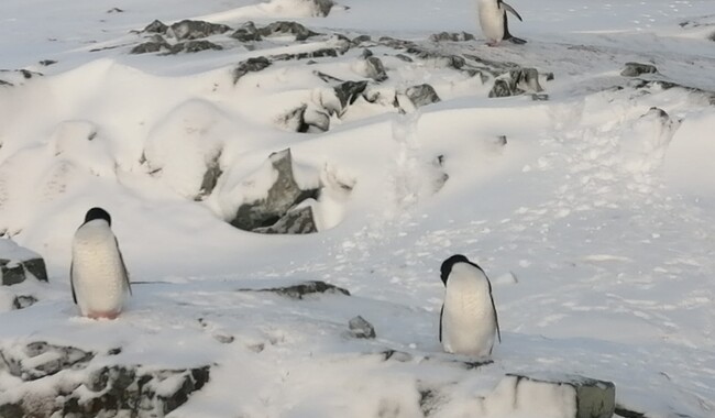 Фото: facebook.com/AntarcticCenter