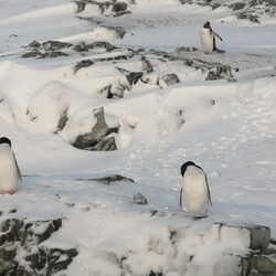 Фото: facebook.com/AntarcticCenter