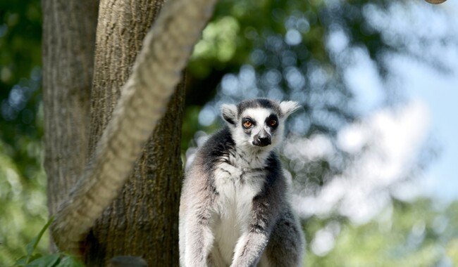 Фото: facebook.com/zoo.kyiv.ua