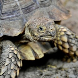 Фото: zoo.kyiv.ua