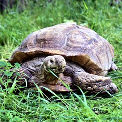 Фото: zoo.kyiv.ua