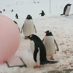 Фото: facebook.com/AntarcticCenter