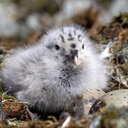 Фото: facebook.com/AntarcticCenter