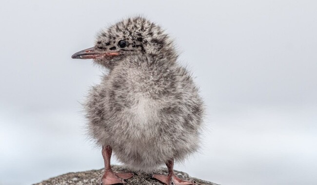 Фото: facebook.com/AntarcticCenter