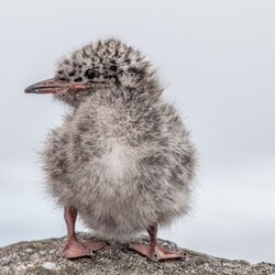 Фото: facebook.com/AntarcticCenter