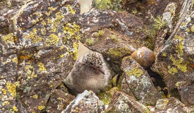 Фото: facebook.com/AntarcticCenter