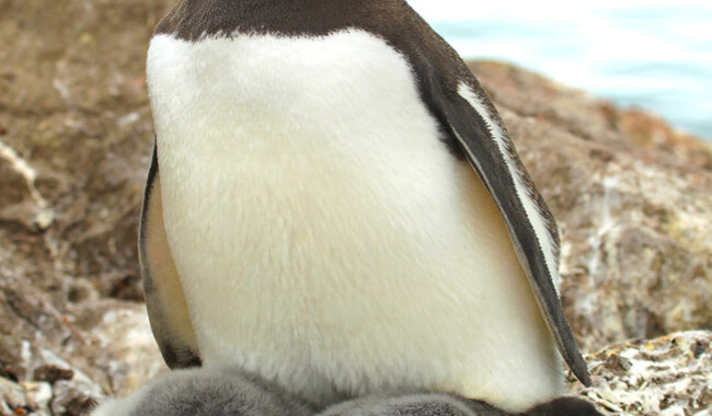 Фото: facebook.com/AntarcticCenter