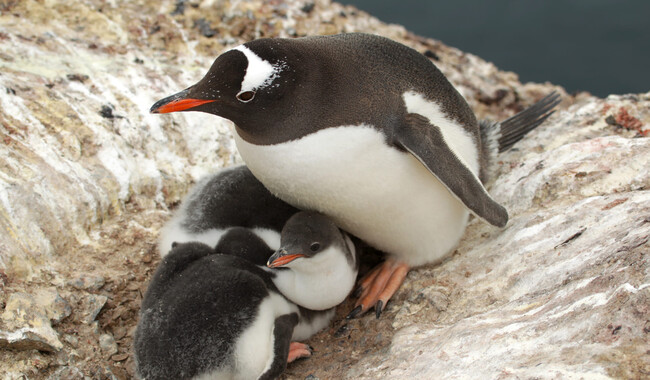 Фото: facebook.com/AntarcticCenter