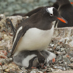 Фото: facebook.com/AntarcticCenter