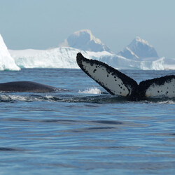 Фото: facebook.com/AntarcticCenter