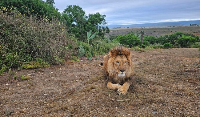 Фото: facebook.com/UAnimals.official