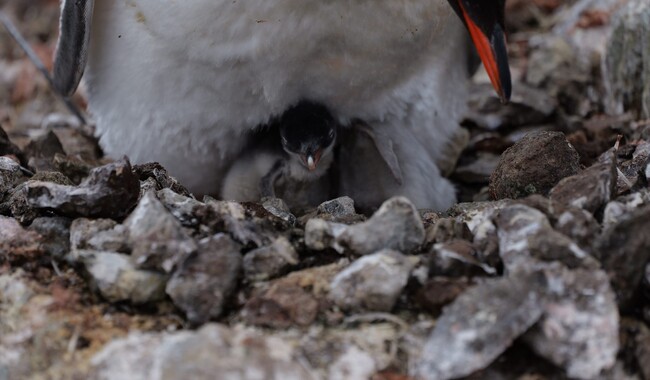 Фото: facebook.com/@AntarcticCenter