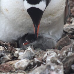 Фото: facebook.com/@AntarcticCenter