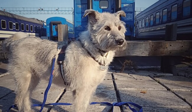 Ніколь, відома в Україні як «Кудлата провідниця Ніколь». Фото: instagram.com/uz_nicole_