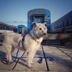 Ніколь, відома в Україні як «Кудлата провідниця Ніколь». Фото: instagram.com/uz_nicole_